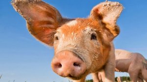 К чему снится СВИНЬЯ или видеть ПОРОСЕНКА во сне ★ Толкование Снов ★ СОННИК 3.0™