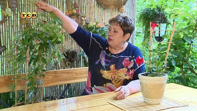 Цветочная лавка - Лианы смотреть онлайн