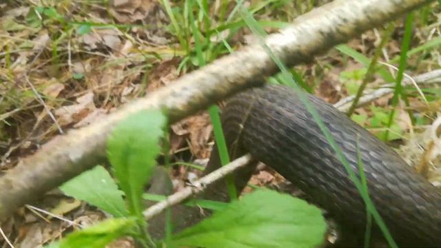 Лесной дозор.королевский уж🐍 смотреть онлайн