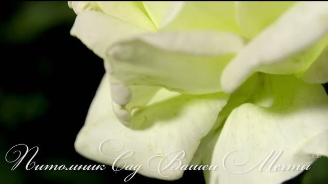 Роза Schneewalzer.Обзор сорта.Питомник роз Сад Вашей Мечты R 223 смотреть онлайн