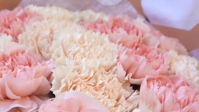 Букет из 15 розовых и кремовых гвоздик микс смотреть онлайн