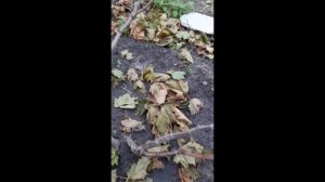 Виноград Валёк усыхает. Проблемы с корневой системой или вертициллезное увядание (вилт) винограда?