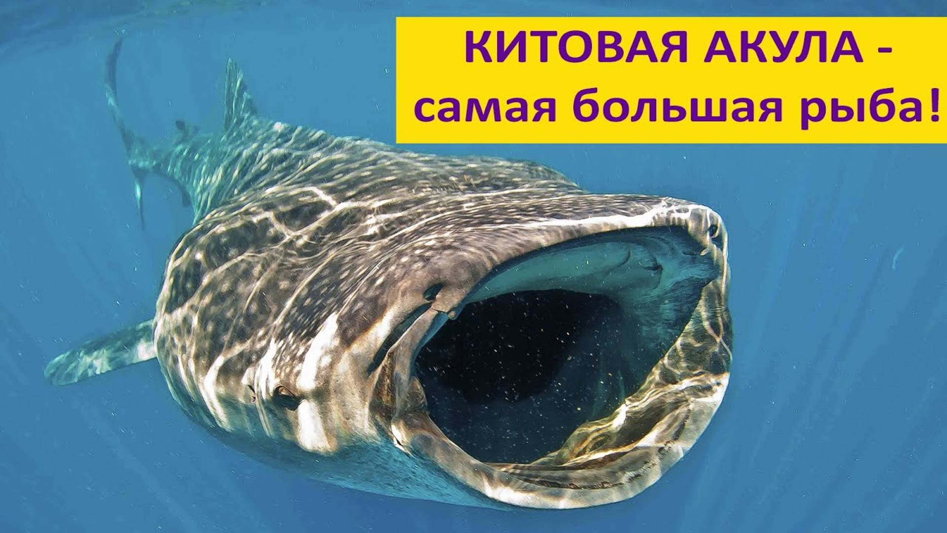 КИТОВАЯ АКУЛА: огромная рыба с зубами на глазах! Наталья Носова смотреть онлайн