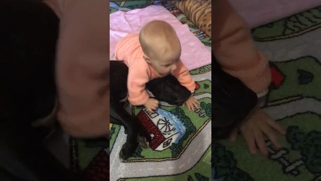 Это ЛЮБОВЬ!!!) Стаффорд нянька))) СМОТРЕТЬ ВСЕМ!!! смотреть онлайн