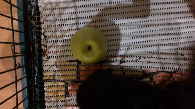 МОЖЕТ ЛИ ДРУЖИТЬ МОРСКАЮ СВИНКУ С КОШКОЙ ???