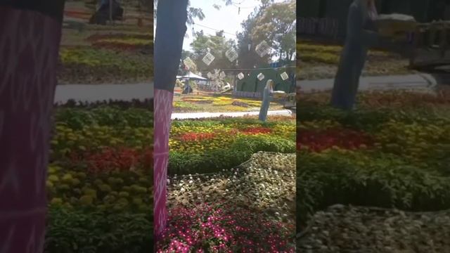 UZBEKISTAN. "GULLAR BAYRAMI".В городе Намангане "Праздник цветов". смотреть онлайн