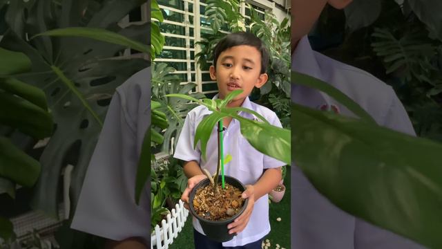 Belajar nama pokok bersama Adam. Monstera, Philodendron, Anthurium, Alocasia смотреть онлайн