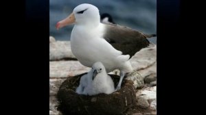 Южный королевский альбатрос