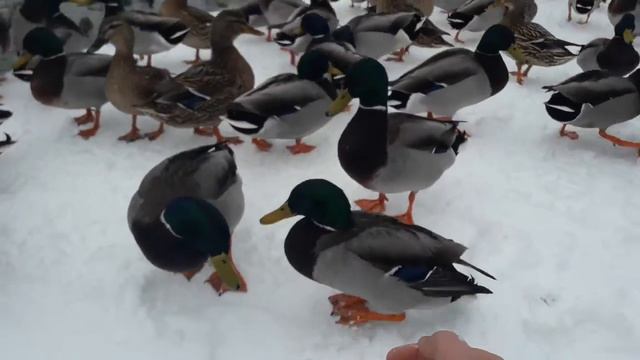 Много уток смотреть онлайн