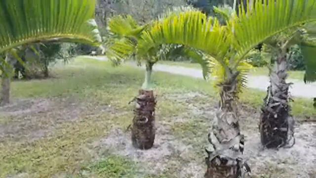 Fox Tail Palm Trees In Florida смотреть онлайн