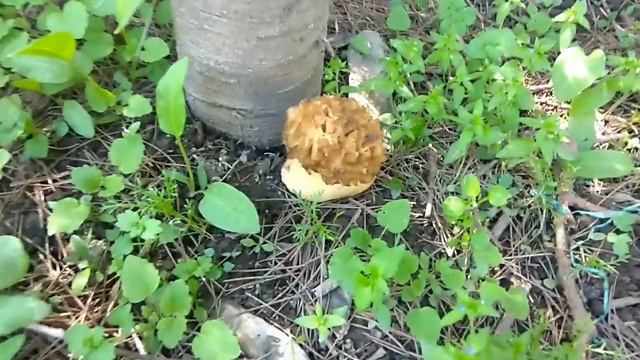 Guchchi , Morel mushrooms in kashmir , morel hunting , morchella esculenta, backyard mushrooms смотреть онлайн