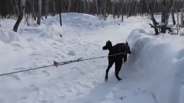 Как реагирует собака на пахучию приманку. смотреть онлайн