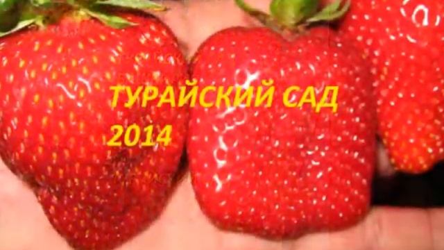 Земляника 2014.Турайский сад,Башкирия. смотреть онлайн