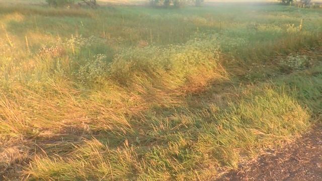 Пасека на софоре и подсолнухе. нашествие пчеловодов на поздний взяток.. смотреть онлайн