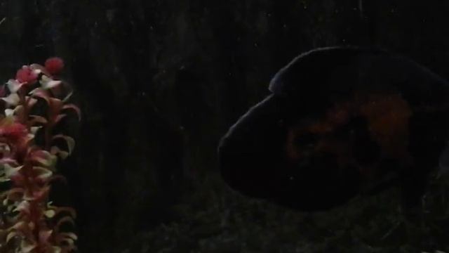 В Дк Кокшетау на выствки рыб_! смотреть онлайн