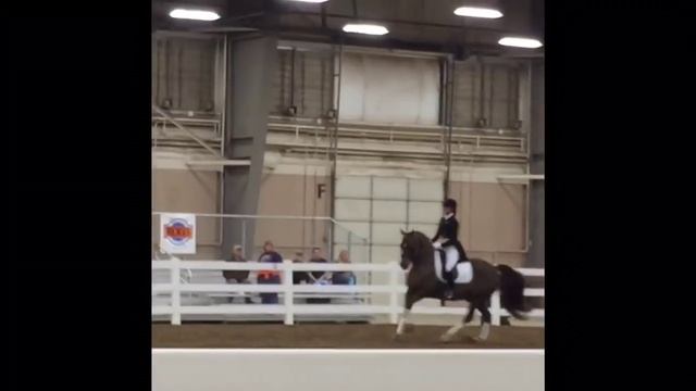 Equine Affaire 2015 - Morgan Horse Exhibition смотреть онлайн