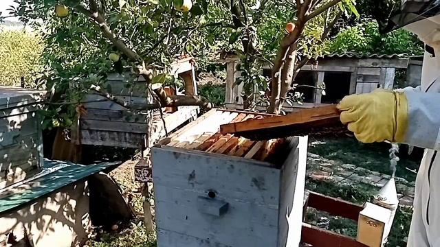Пчеловодство. Что стало с семьёй трутовкой. смотреть онлайн
