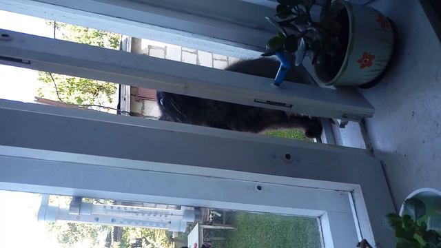 Кот стучит в окно. Cat knocks on window. смотреть онлайн