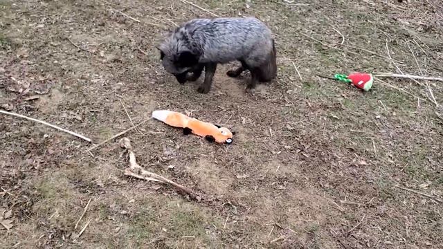 Shadow The Fox Gets A Gift From Her Sponsor