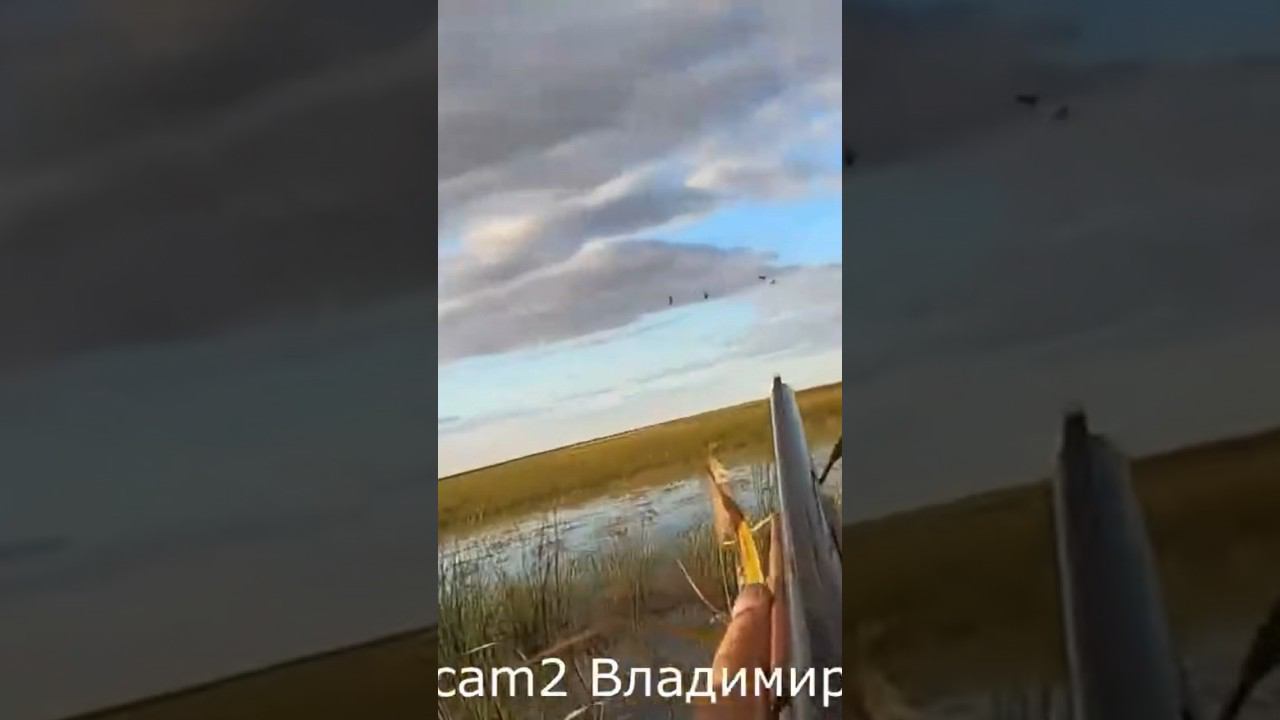 Охота на уток, первый трофей. Открытие #охота #открытиесезона #охотаназайца смотреть онлайн