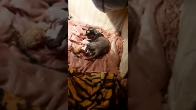 Корниш Рекс Котята прадажа 18.000 смотреть онлайн