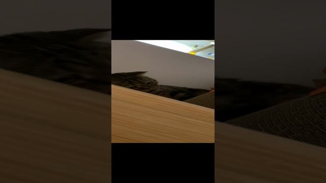 Гера и мячики ?#geravna #мячики #дом