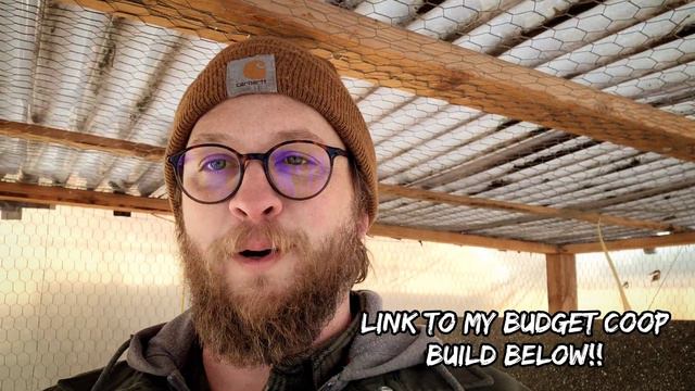 Is OSB Wood Toxic To Your Chickens? What I Found Out! смотреть онлайн