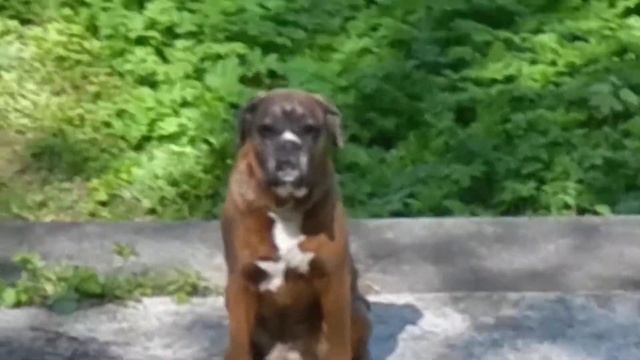 Шотландская волынка на природе Scottish bagpipe dog guards his owner смотреть онлайн