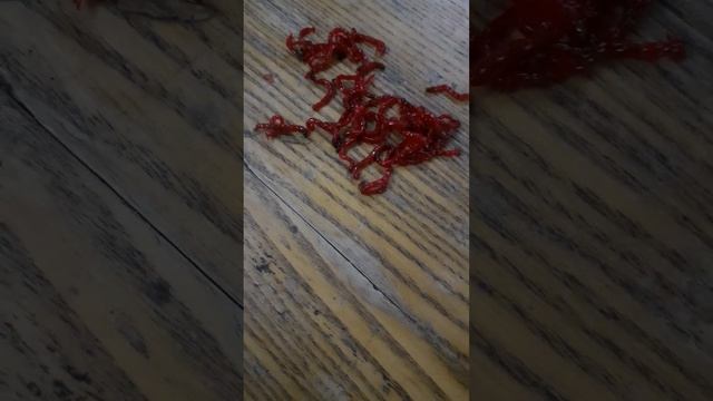 Это мотыль - их используют для рыбной ловли как наживку - бодро и живо шевелятся смотреть онлайн