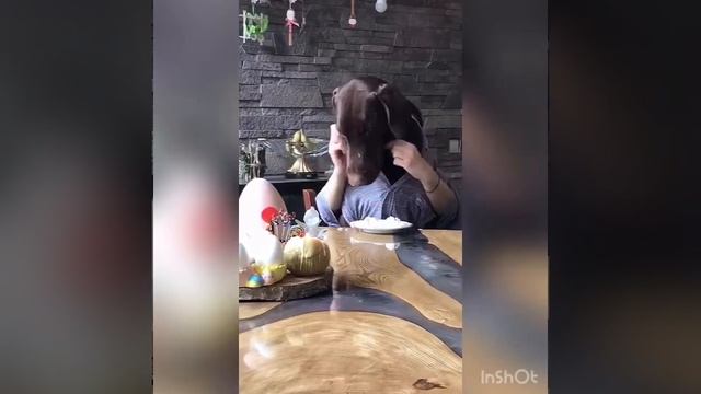 Пасха🐣Светлый праздник💫Доберман и яйца👌🏼 смотреть онлайн