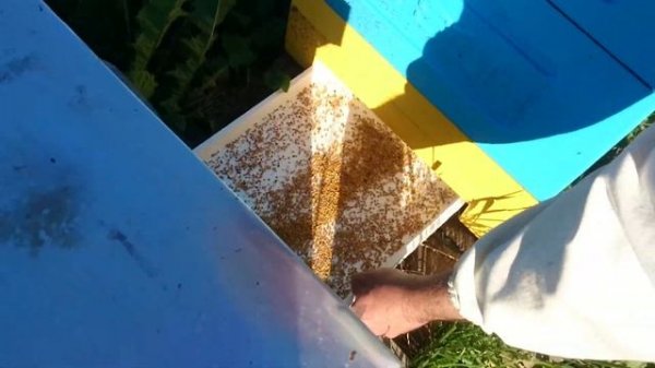 КАК СОБРАТЬ ПЫЛЬЦУ ЛЕГКО / пыльцесборник донный/ПЧЕЛОВОДСТВО В УЛЬЯХ ЛЫСОНЬ