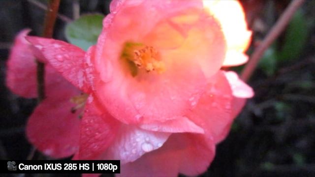 Canon IXUS 285 HS | ELPH 360 vs iPhone | still worth to get this camera? photo and video test смотреть онлайн
