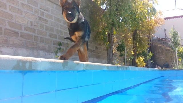 Моя собака Граф Монте Кристо, ему 4 месяца без 4 дней. смотреть онлайн