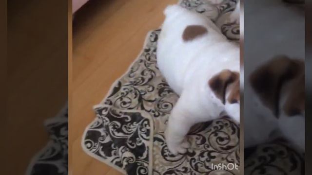 Английский бульдог 2 месяца смотреть онлайн