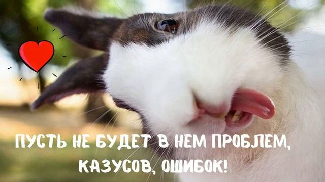 ПОЖЕЛАНИЕ УДАЧНОГО ДНЯ В ВИДЕО ОТКРЫТКЕ СО СМЕШНЫМИ ЖИВОТНЫМИ смотреть онлайн