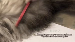 Как проверить питомца на наличие блох?