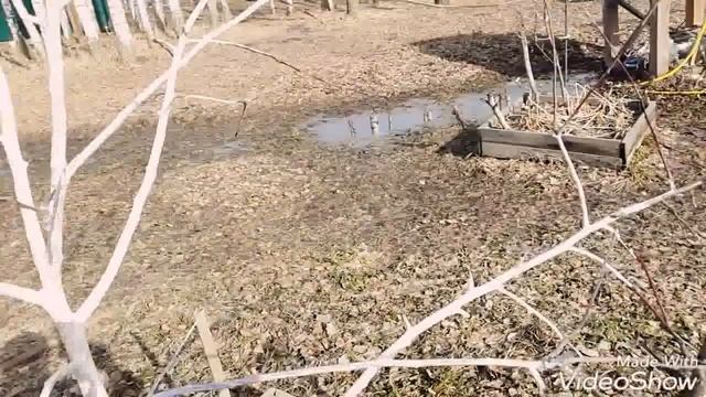 Побелка деревьев: зачем, когда и как белить.... смотреть онлайн