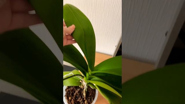 Цитокининовая паста для орхидей. Неудачный опыт #myplants #plants #орхидеи #растения смотреть онлайн