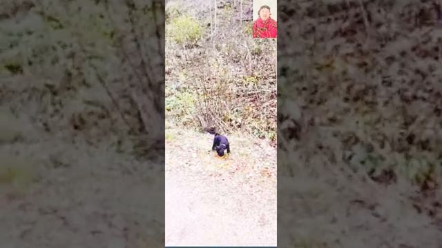 Урок он- лайн. Цвергшнауцер Чуп 2,5 месяца. смотреть онлайн