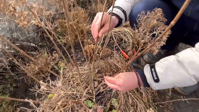 Обрезка метельчатой гортензии весной.