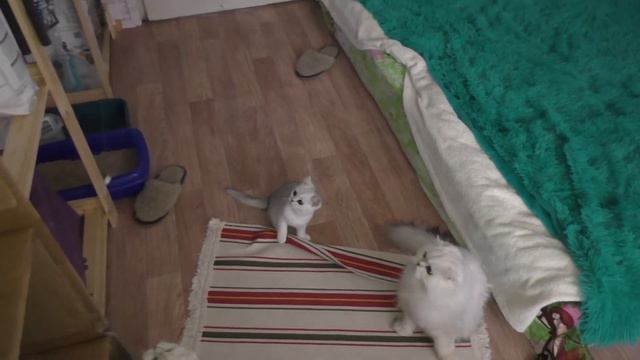 Кошки и коты играют с колокольчиком на веревке смотреть онлайн