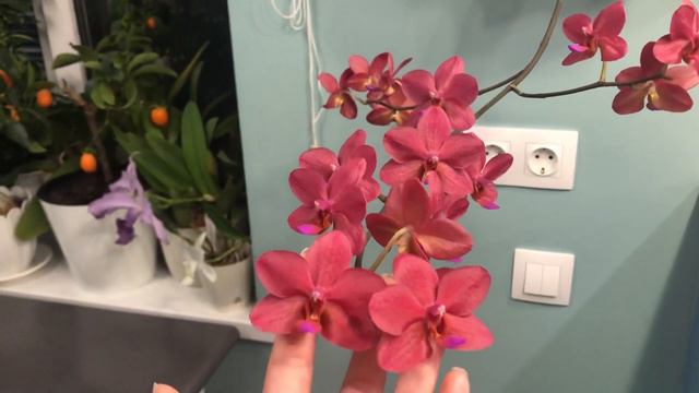 Phalaenopsis Buddha's Treasure смотреть онлайн