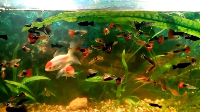 Гуппи смотреть онлайн