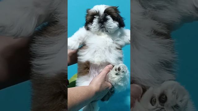щенок ши тцу, и мальчик)) 1,5 мес, красив, ухожен!) смотреть онлайн