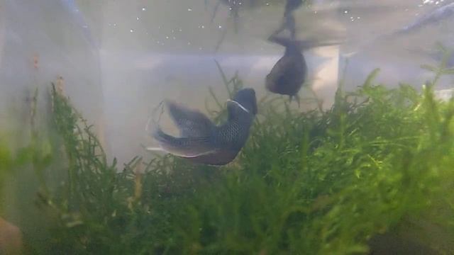 Macropodus spechti ( black Paradise fish ) from Guangxi province China смотреть онлайн