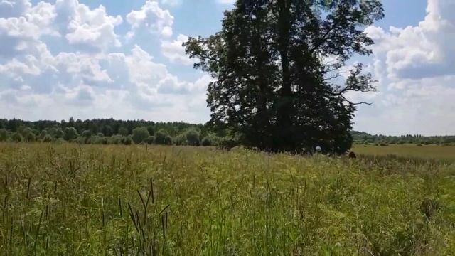 Прогулки у Священной Липы. смотреть онлайн