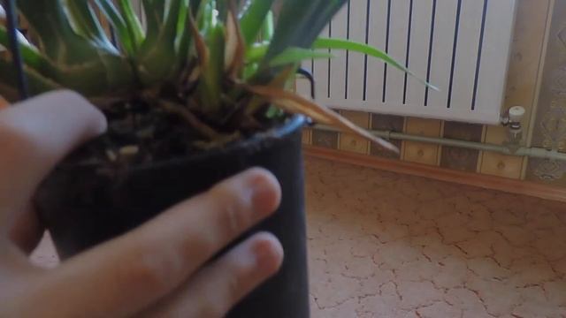 КАК ПРАВИЛЬНО ВЫБРАТЬ ЦИМБИДИУМ!?!?!? смотреть онлайн
