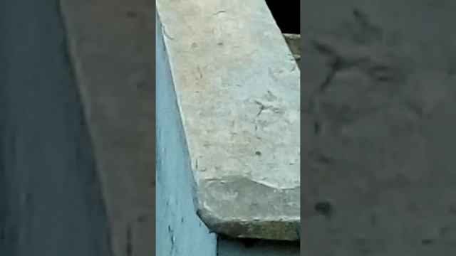 Казнь паука смотреть онлайн