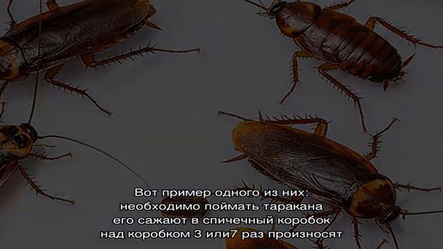 Как избавиться от рыжих и черных домашних тараканов в квартире раз и навсегда: заговоры, молитвы, . смотреть онлайн