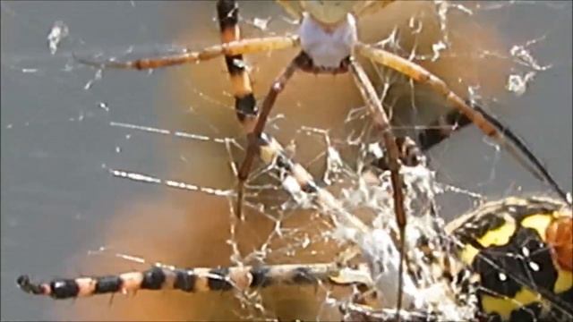 2018 15 05 АРГИОПА СБЕГАЛА ЗА ЗАВТРАКОМ И ВЕРНУЛАСЬ С НИМ ПРОДОЛЖАТЬ ПРОВОЦИРОВАТЬ САМЦА смотреть онлайн